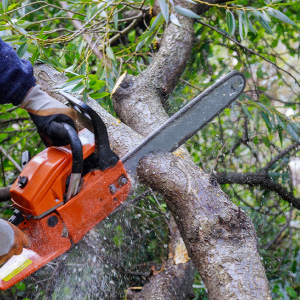 Tree Services  