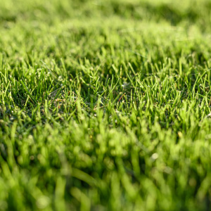 Lawn Care 